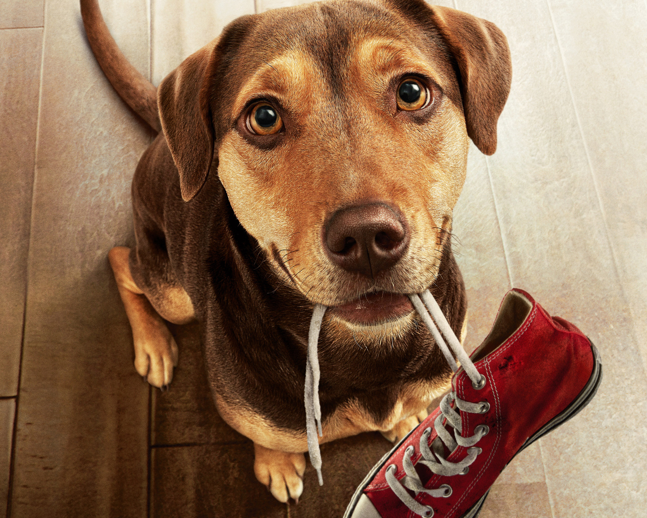 Пес с кроссовком во рту из фильма Путь домой, 2019