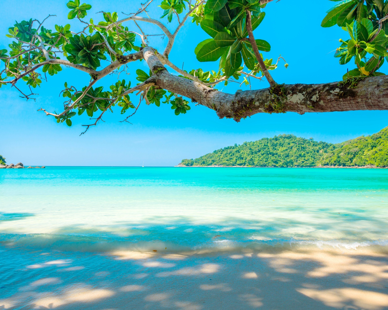 Ветка дерева на тропическом пляже у голубого океана