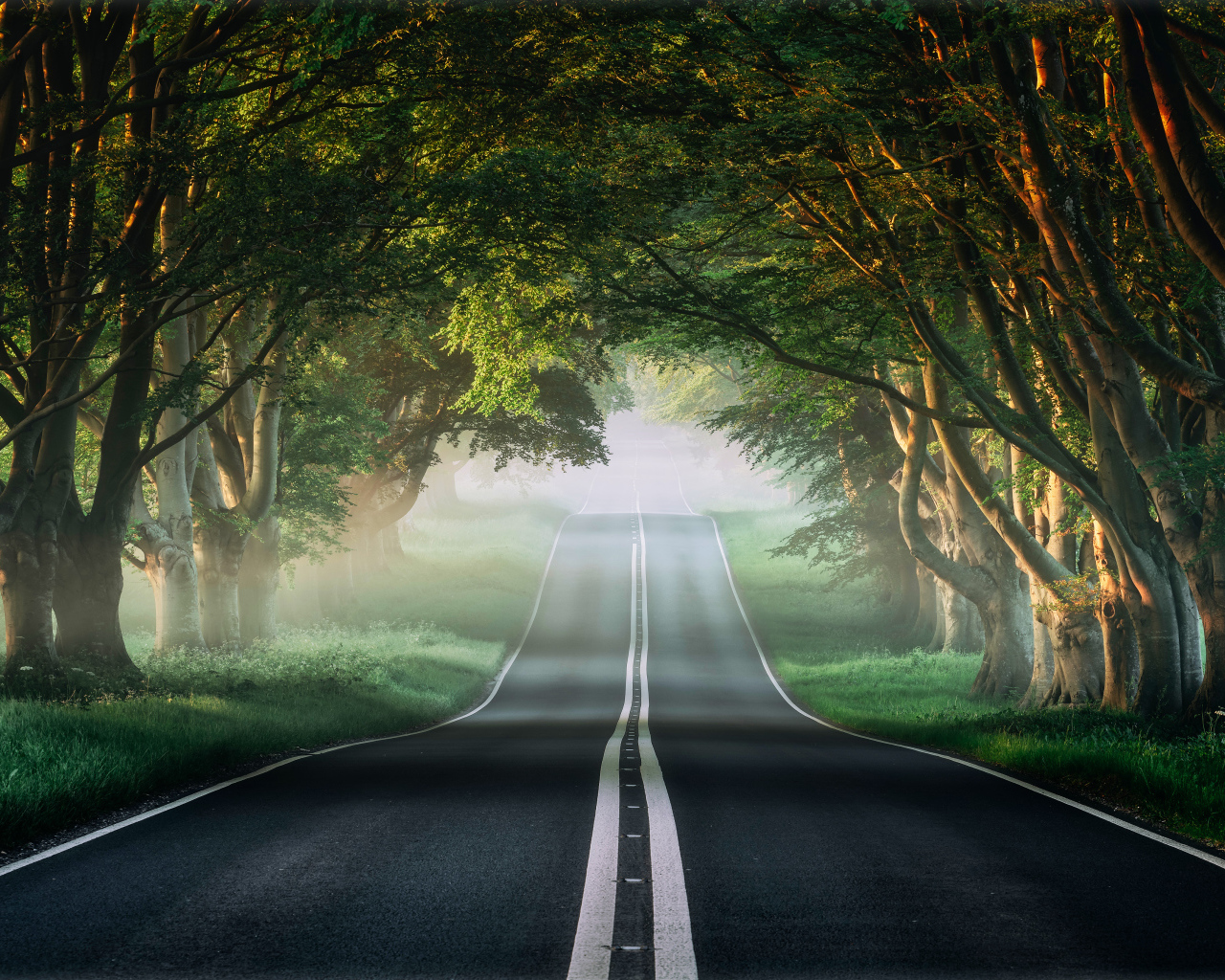 Асфальтированная дорога у зеленых деревьев летом