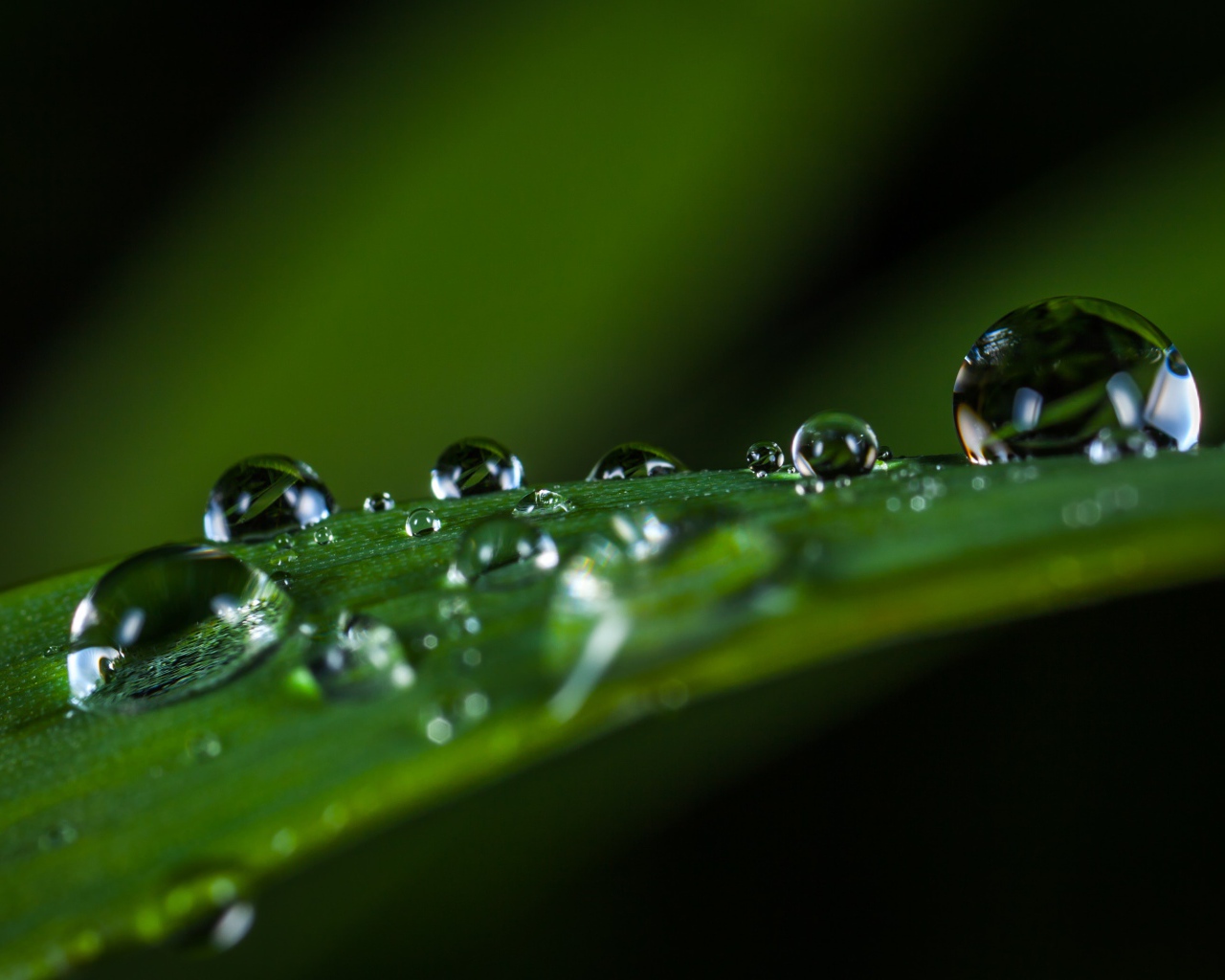 Большие капли росы на зеленой траве 