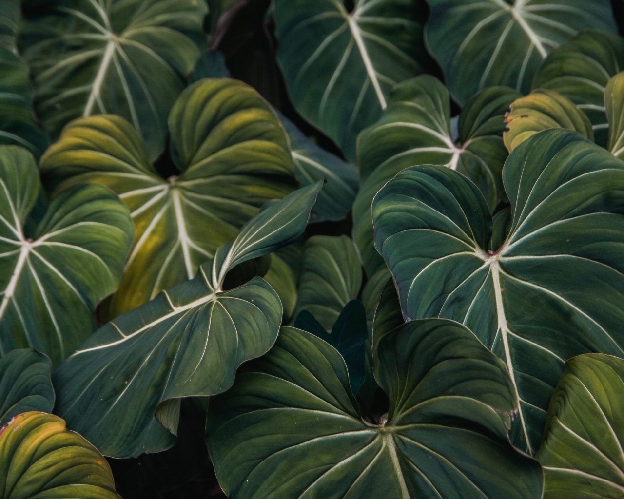 Большие зеленые листья растения крупным планом