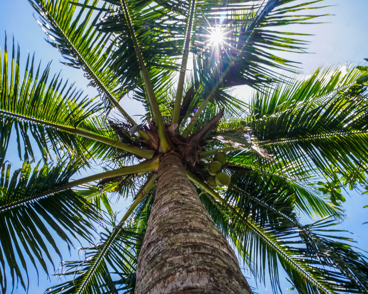 Большая зеленая пальма в лучах солнца