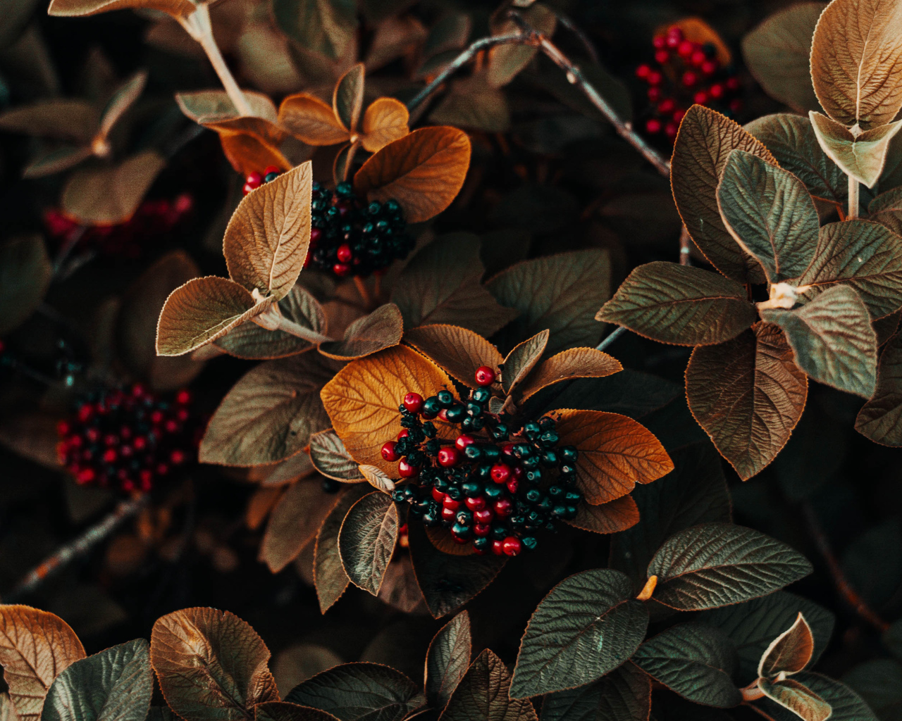 Черные ягоды в листьях крупным планом