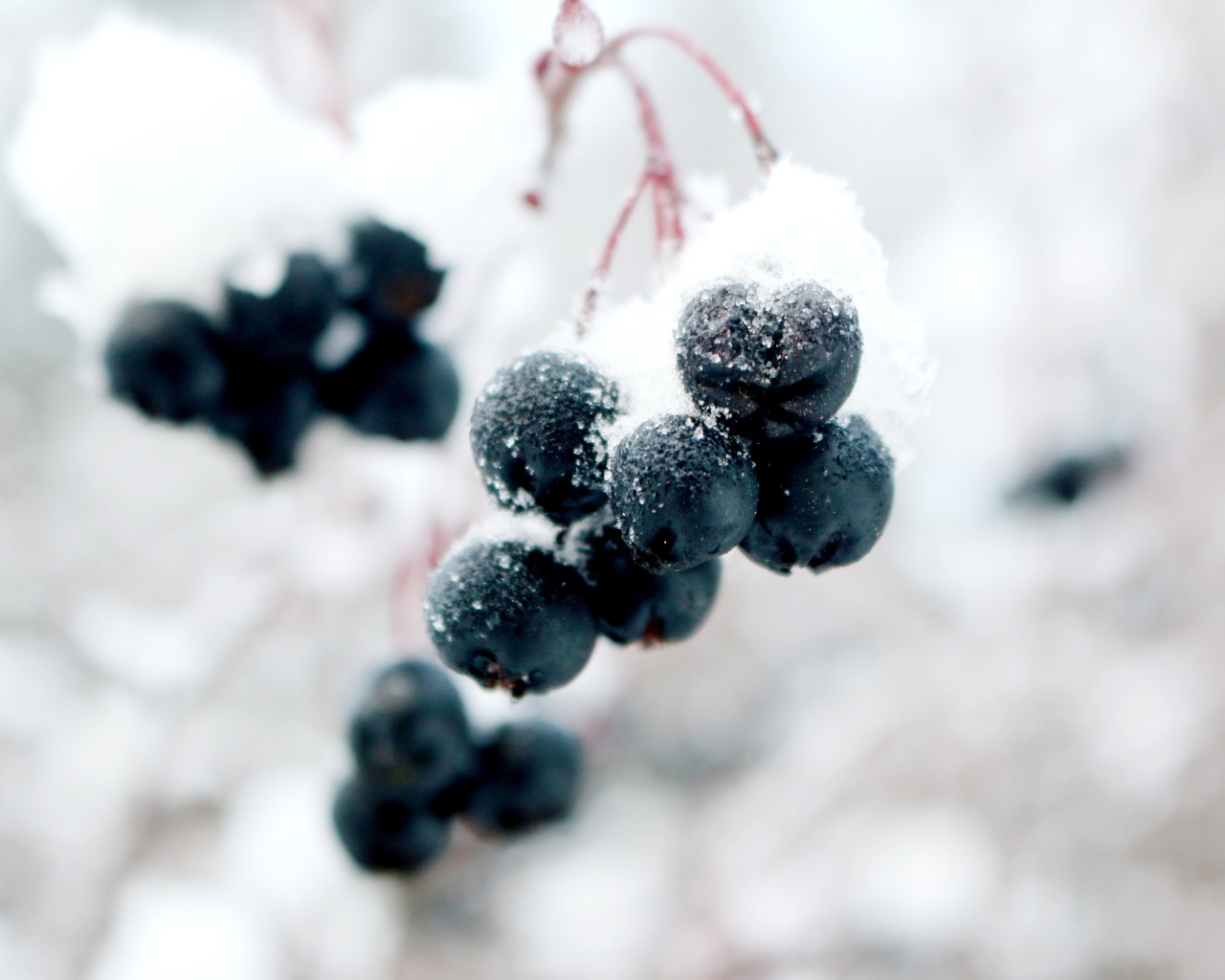Черные ягоды на ветке в снегу крупным планом