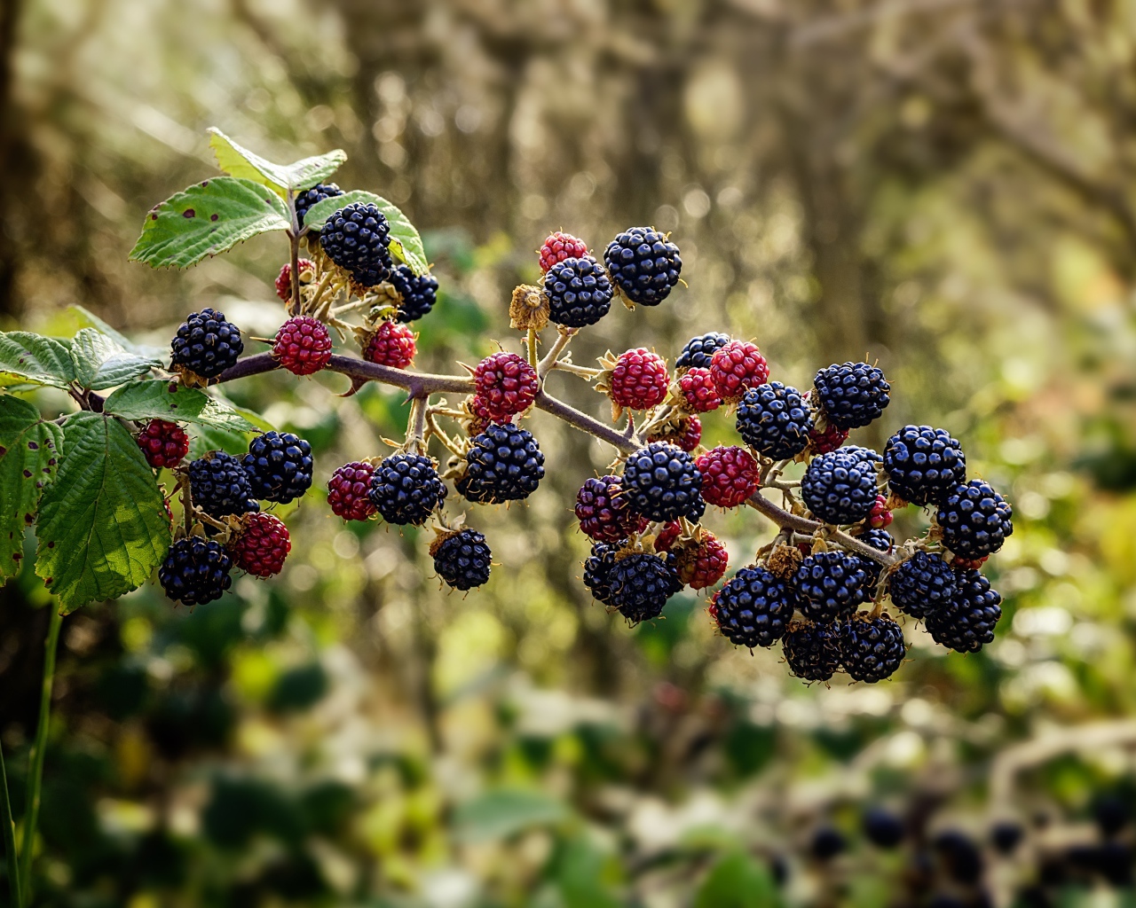 Черные ягоды ежевики на ветке 
