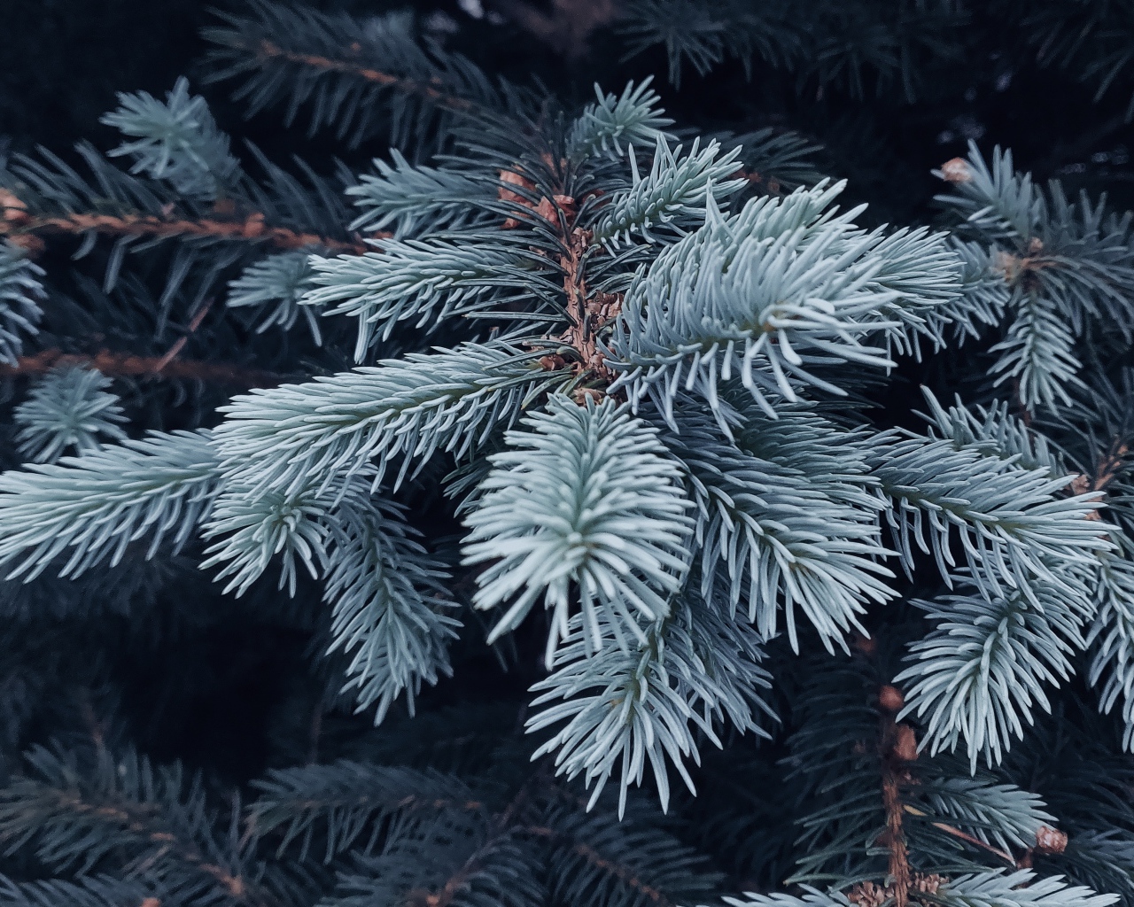 Ветка голубой ели крупным планом
