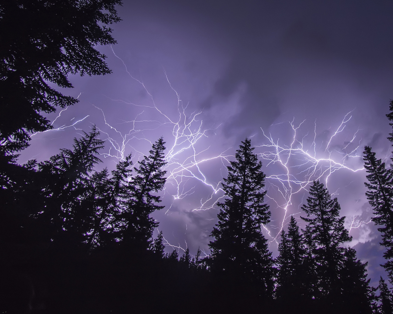 Яркие молнии над сосновым лесом