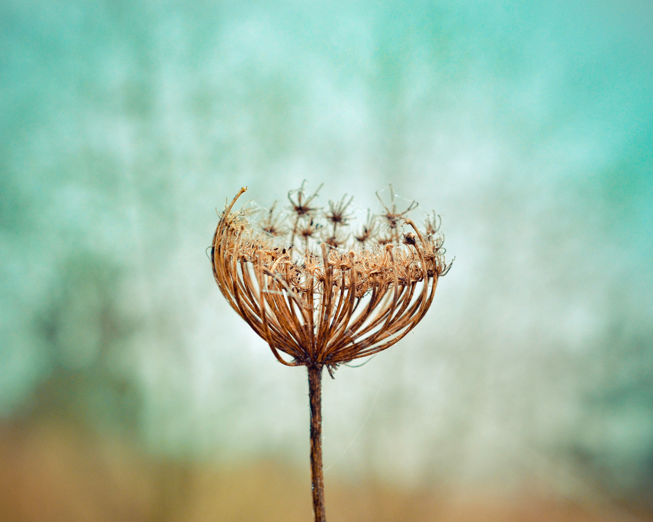Зонтик высохшего растения крупным планом