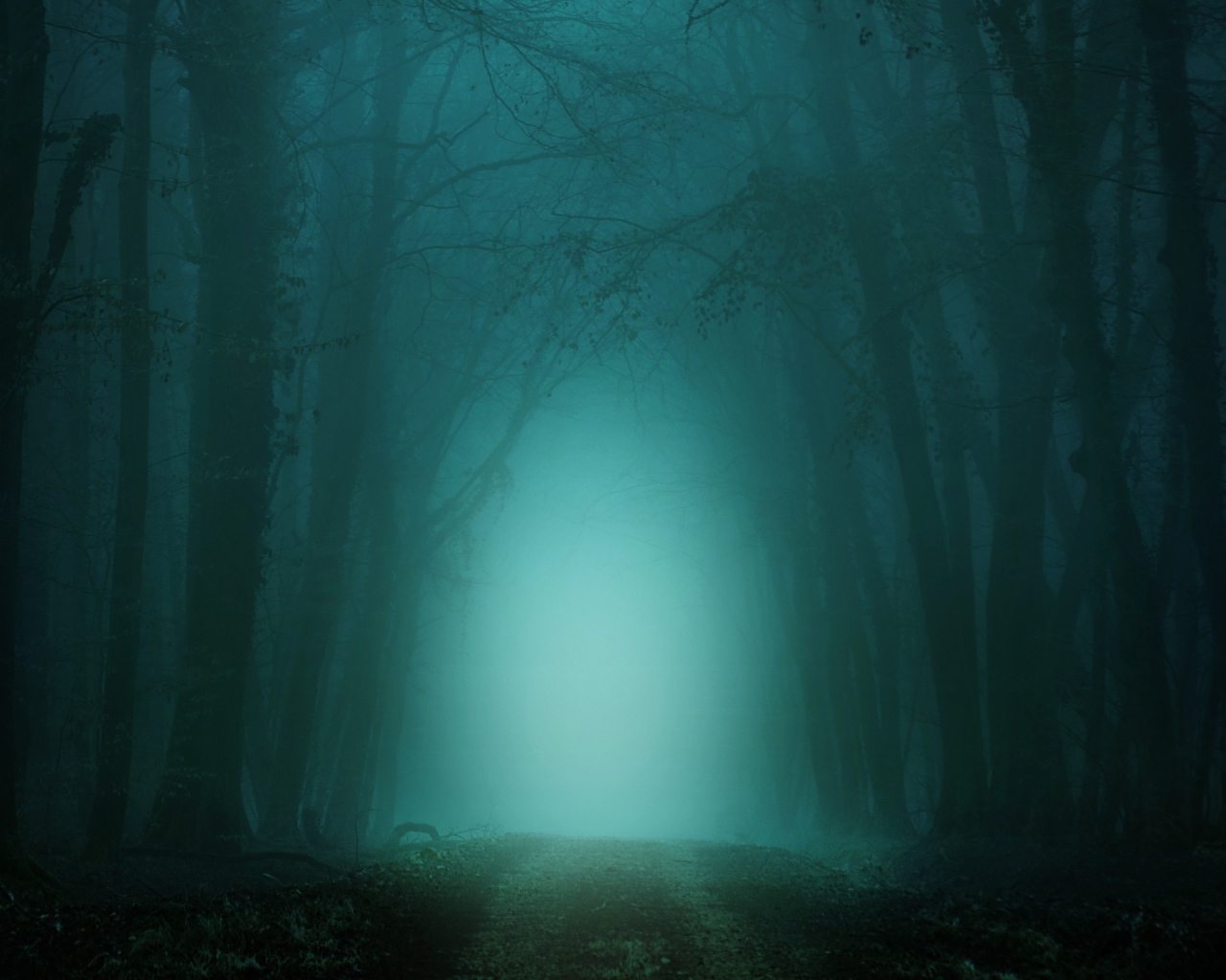 Холодный темный туманный лес 