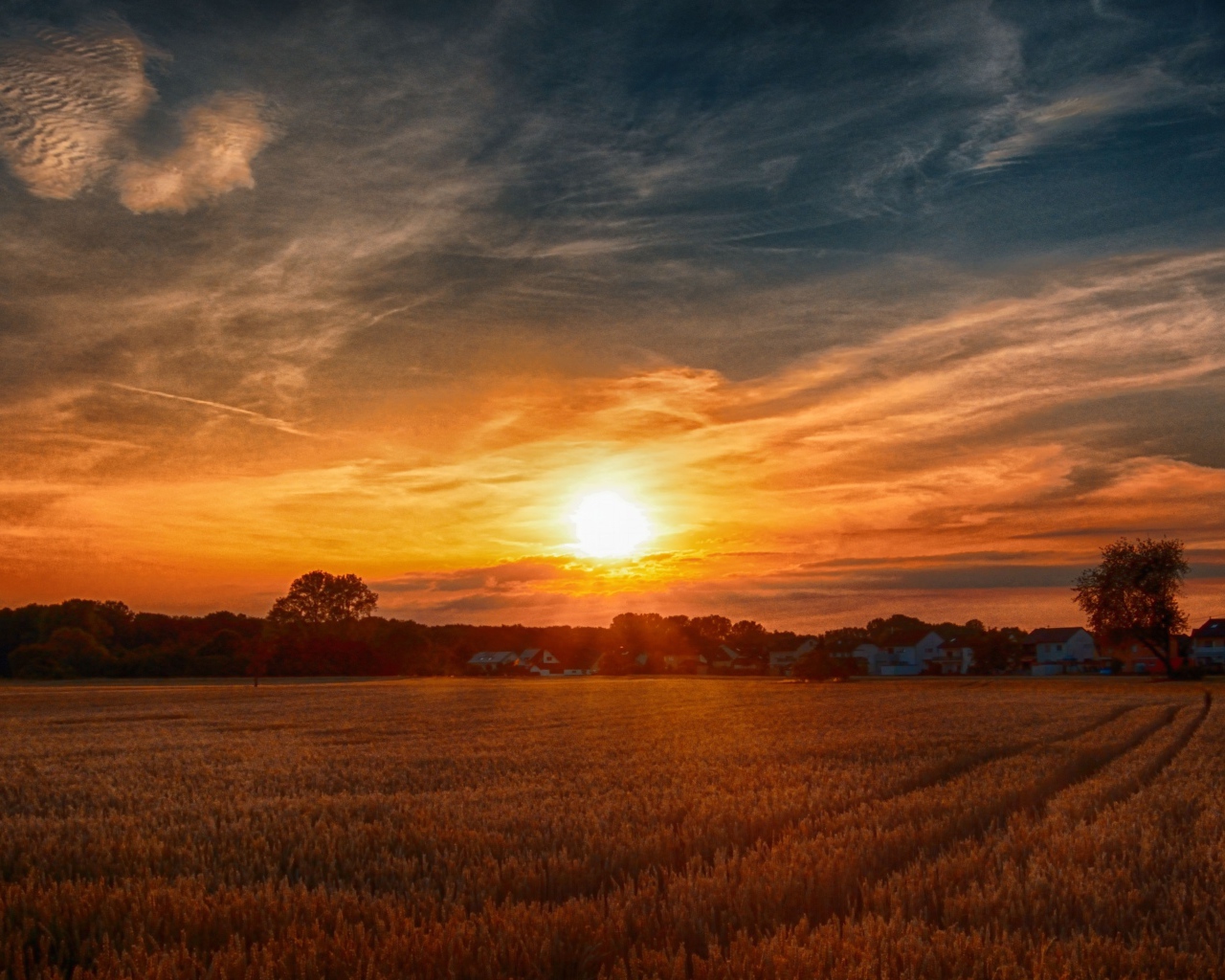 Рассвет над полем с желтой пшеницей