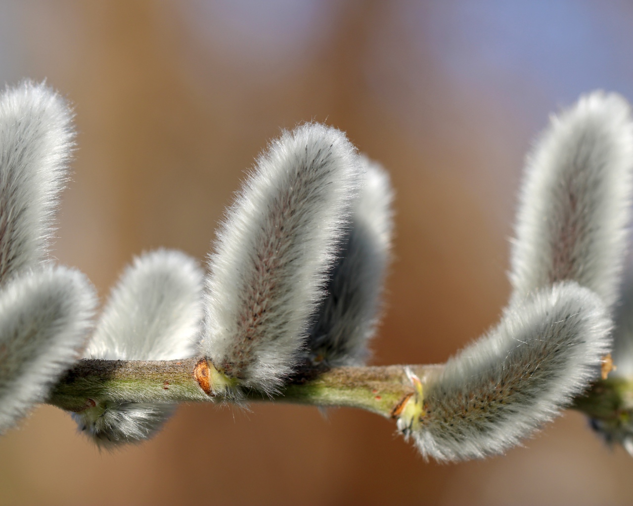 Пушистая ветка вербы