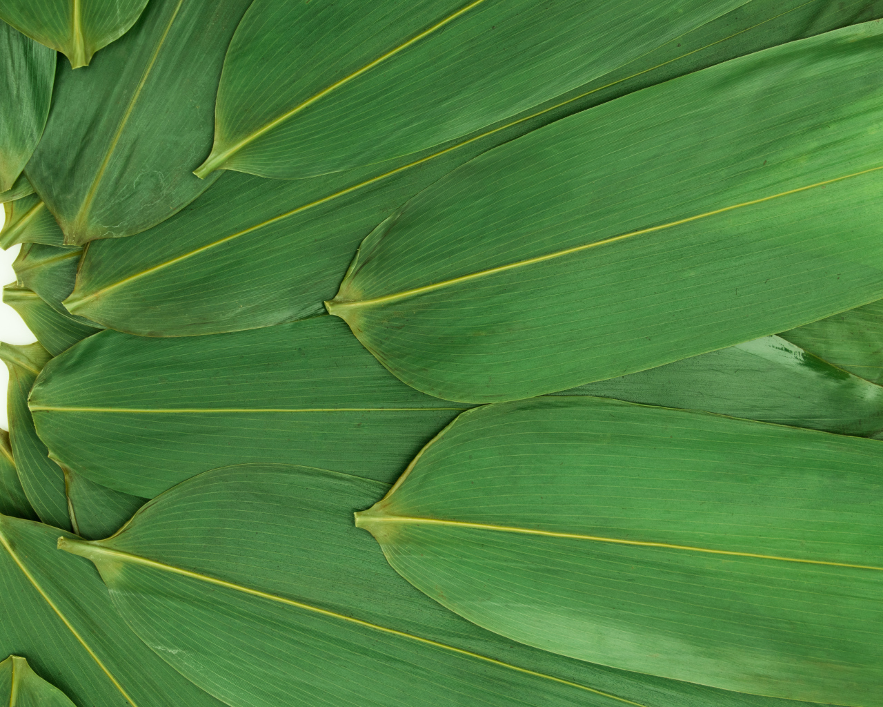 Зеленые кукурузные листья на белом фоне