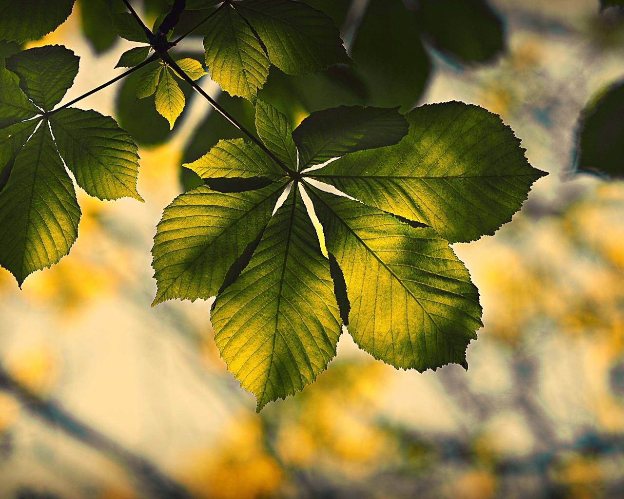 Зеленый лист каштана в лучах солнца