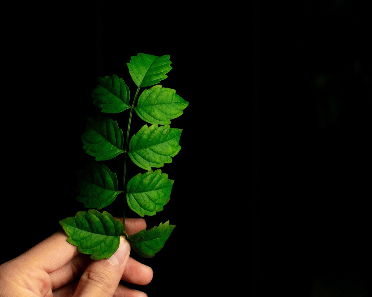 Зеленый лист в руке на черном фоне