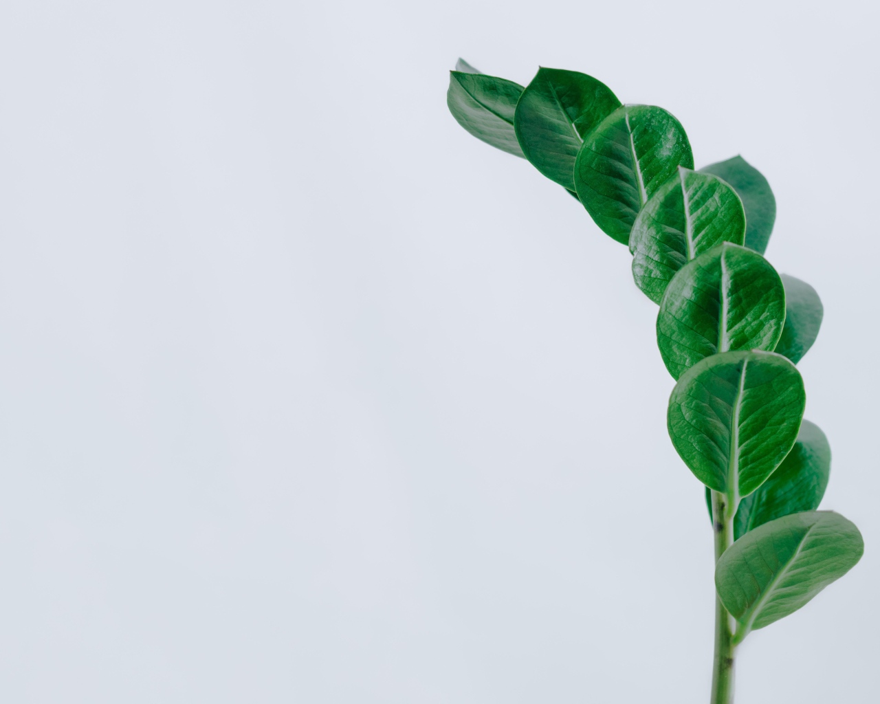 Зеленый лист на сером фоне крупным планом