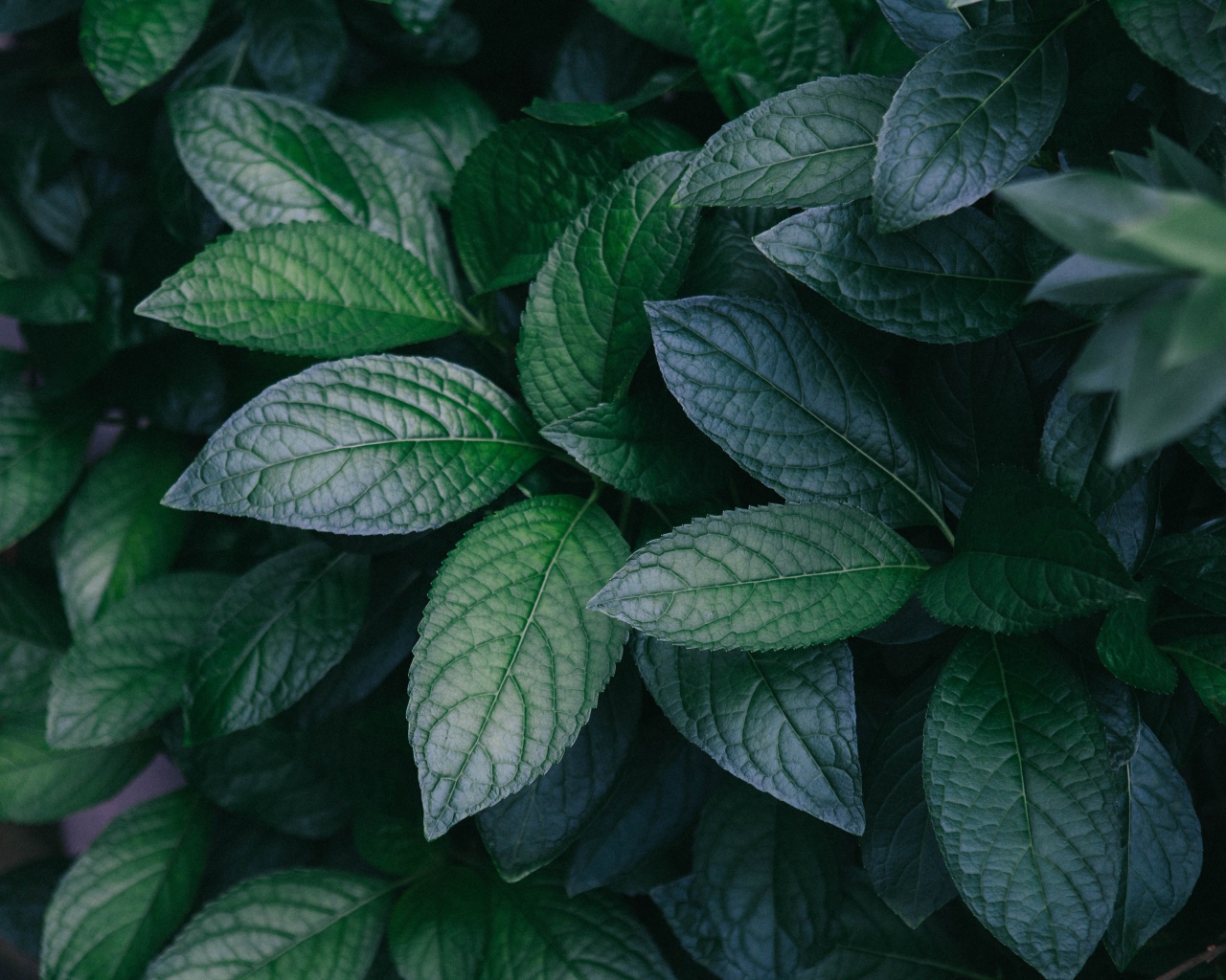 Зеленые листья куста крупным планом