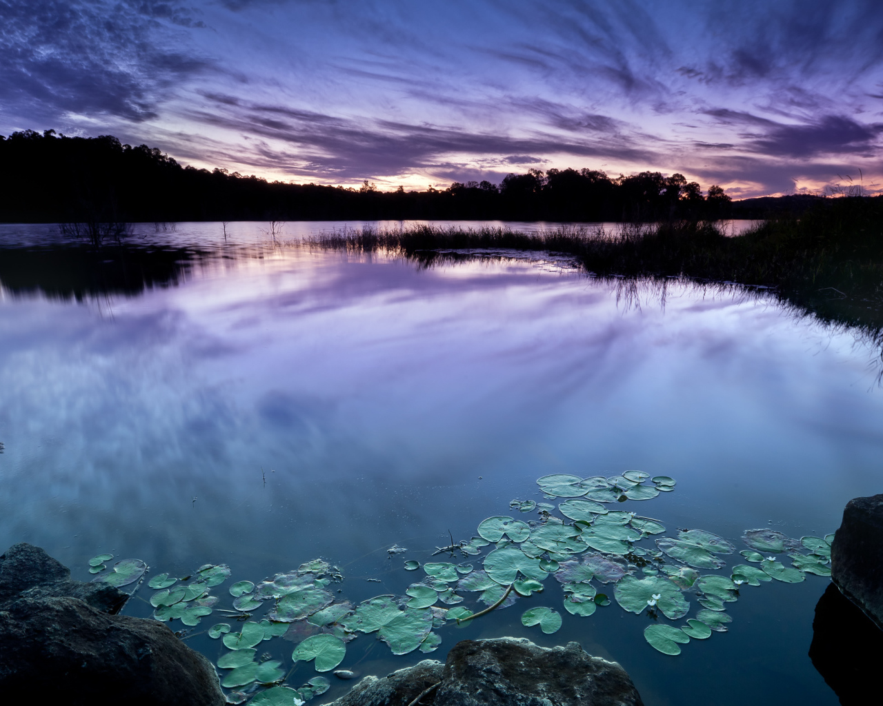 Зеленые листья водяной лилии в пруду на фоне неба в сумерках