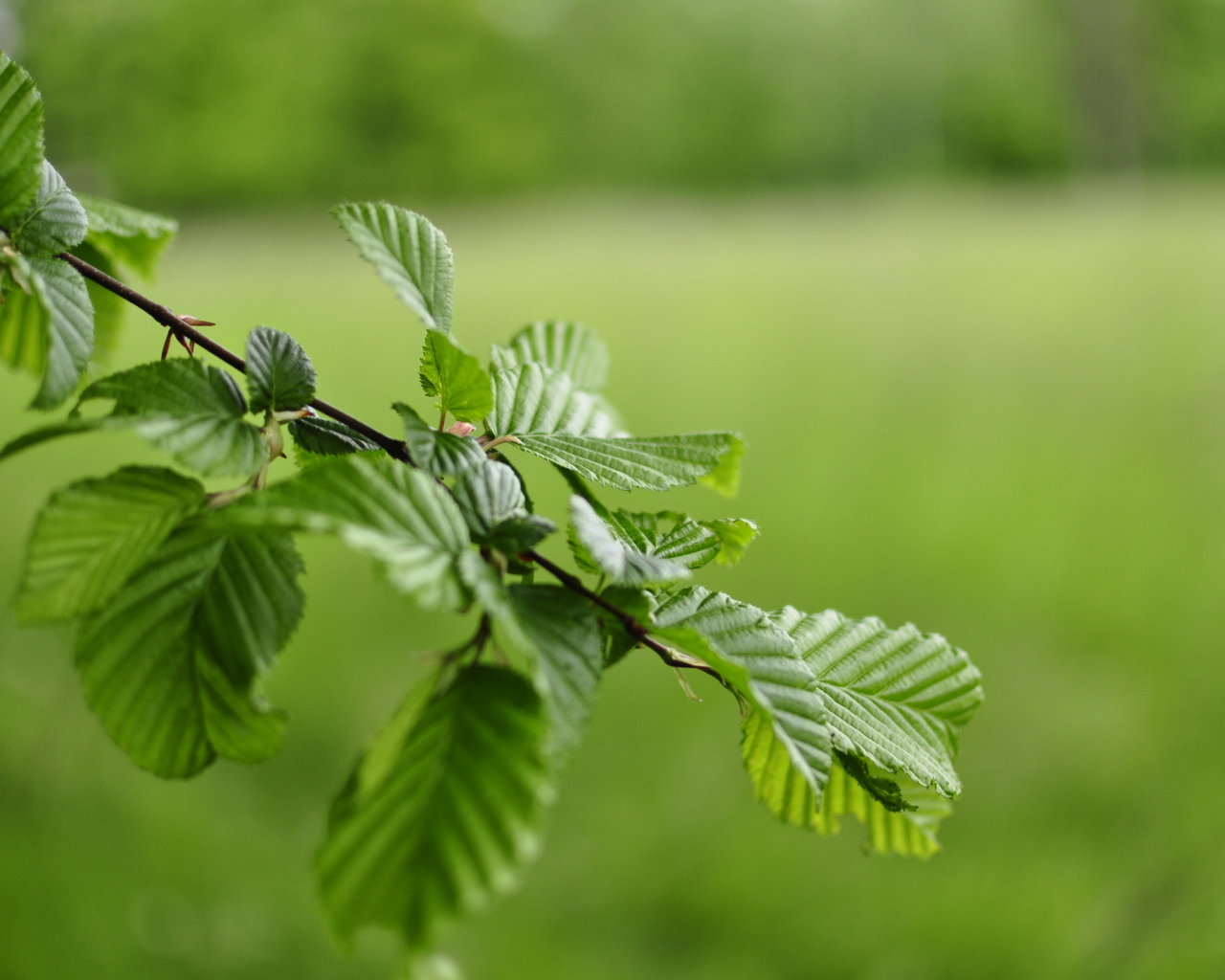 Зеленые листья на ветке дерева 