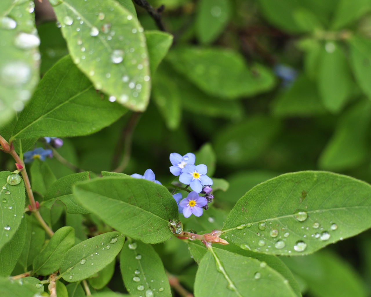 Зеленые листья с маленькими цветами в каплях росы