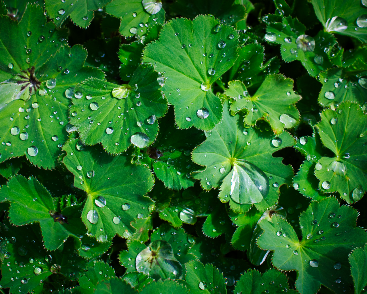 Зеленые листья с каплями воды крупным планом