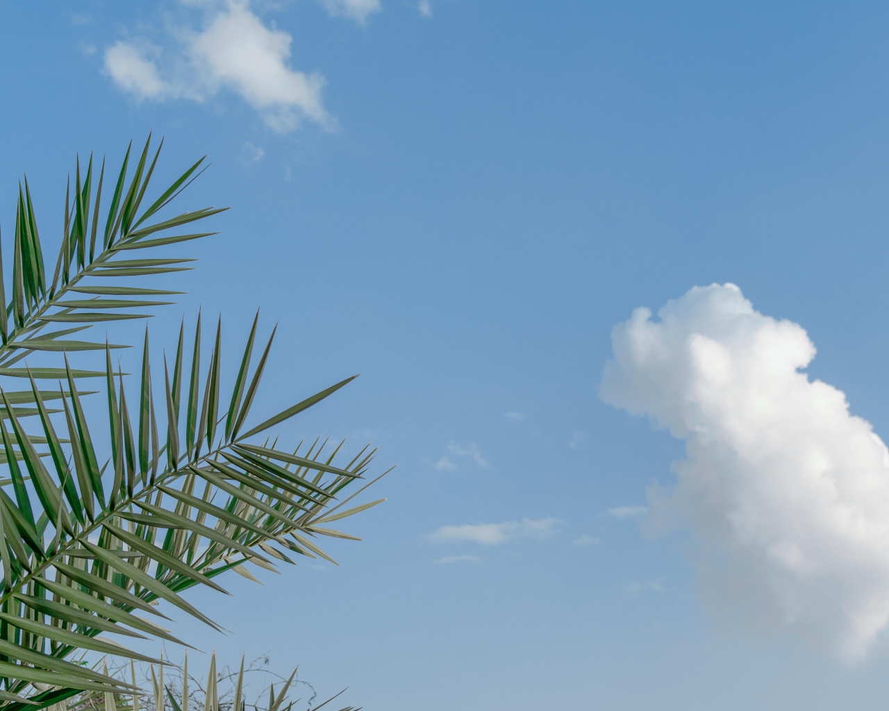 Зеленые пальмовые ветви на фоне голубого неба