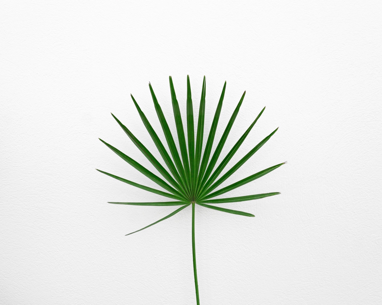 Зеленый пальмовый лист на белом фоне