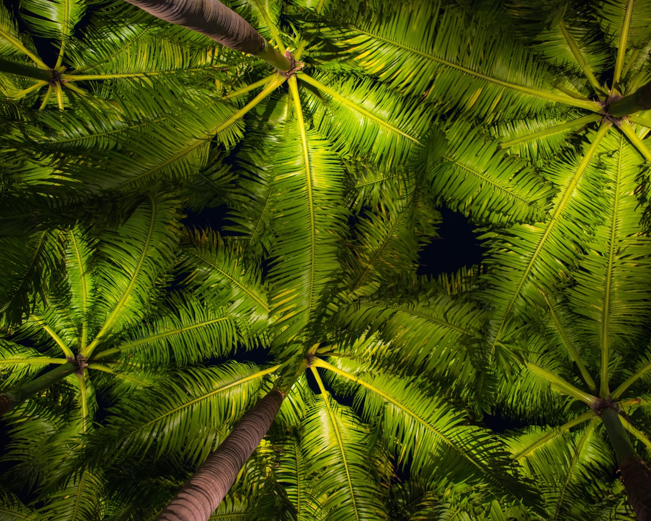 Зеленые пальмовые листья вид снизу