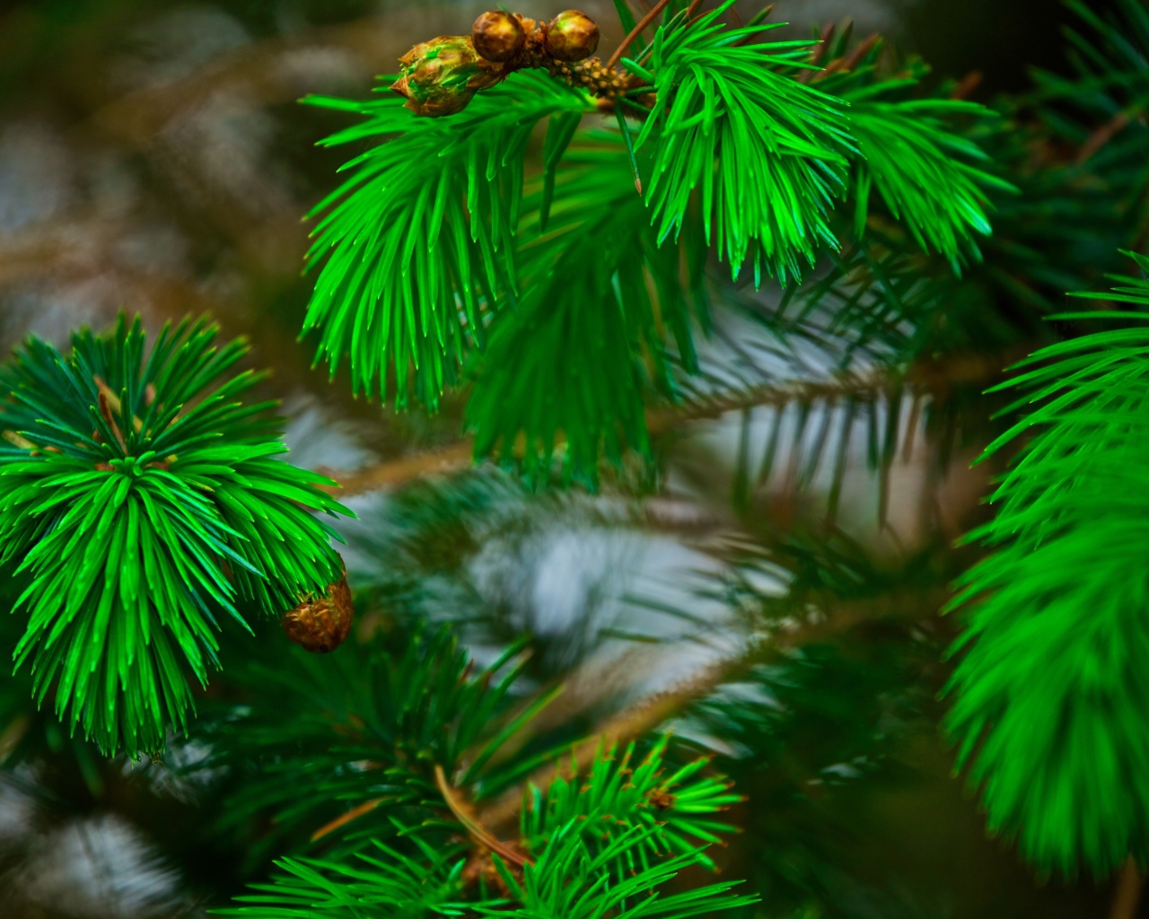 Green pine needles on the branches with cones
