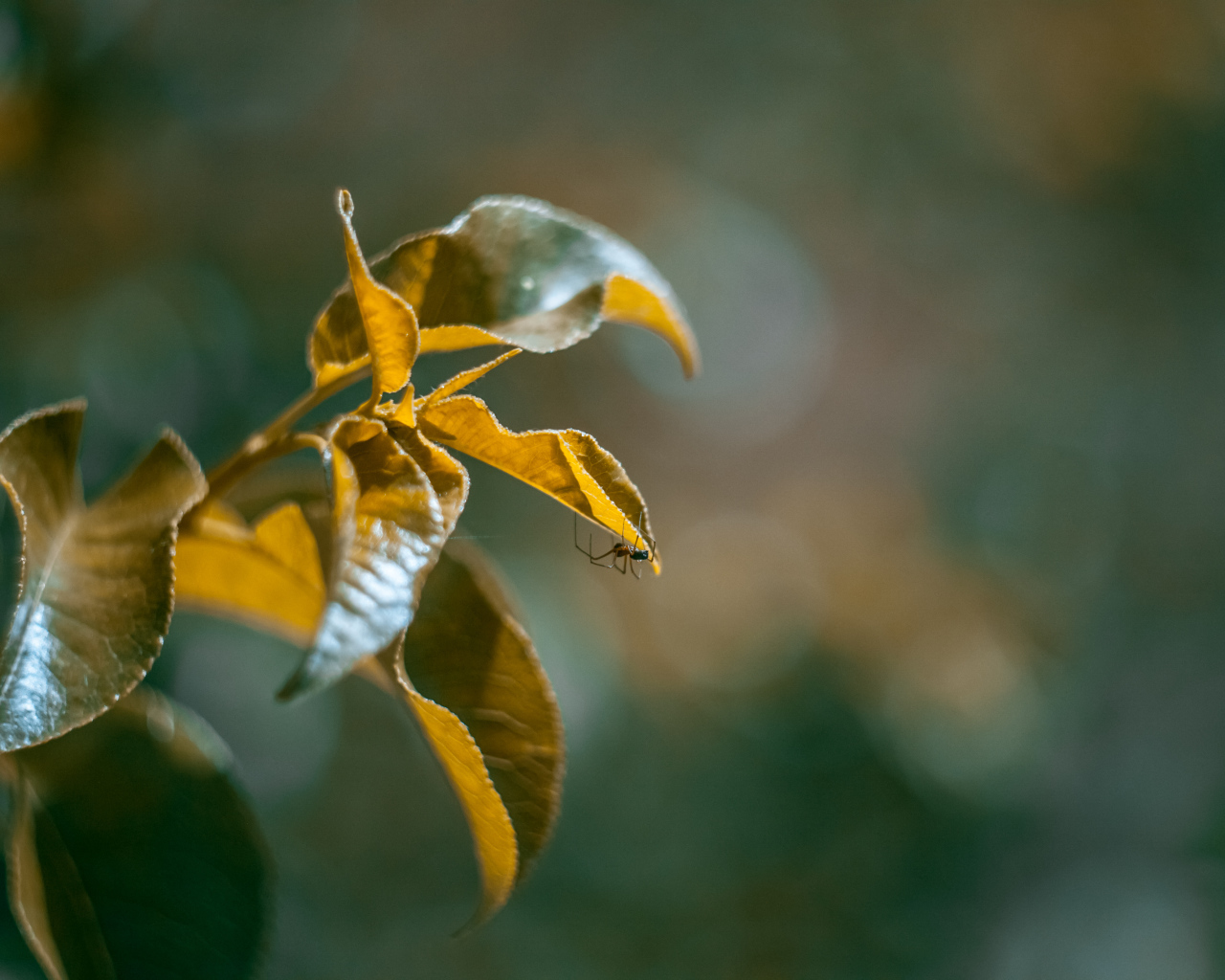 Зеленые сочные листья в лучах солнца 