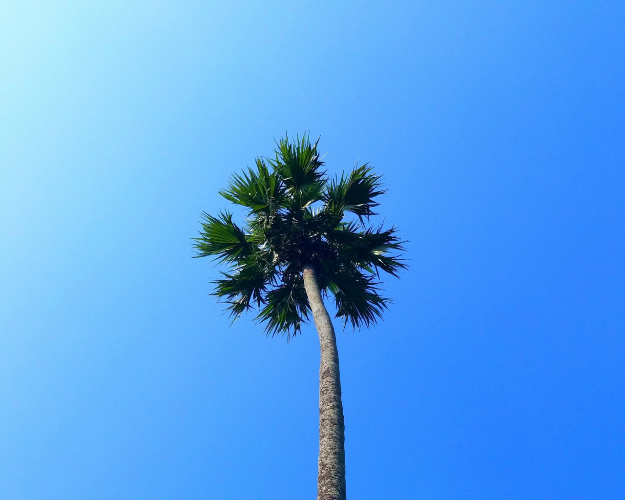 Зеленая верхушка пальмы на фоне голубого неба 