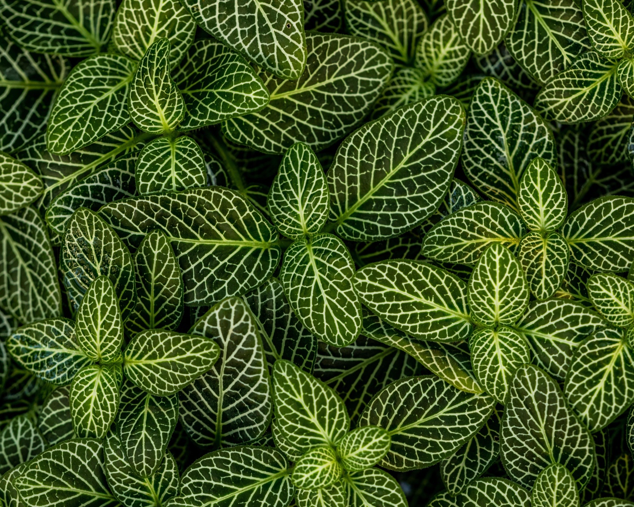 Много зеленых листьев растения с белыми полосками