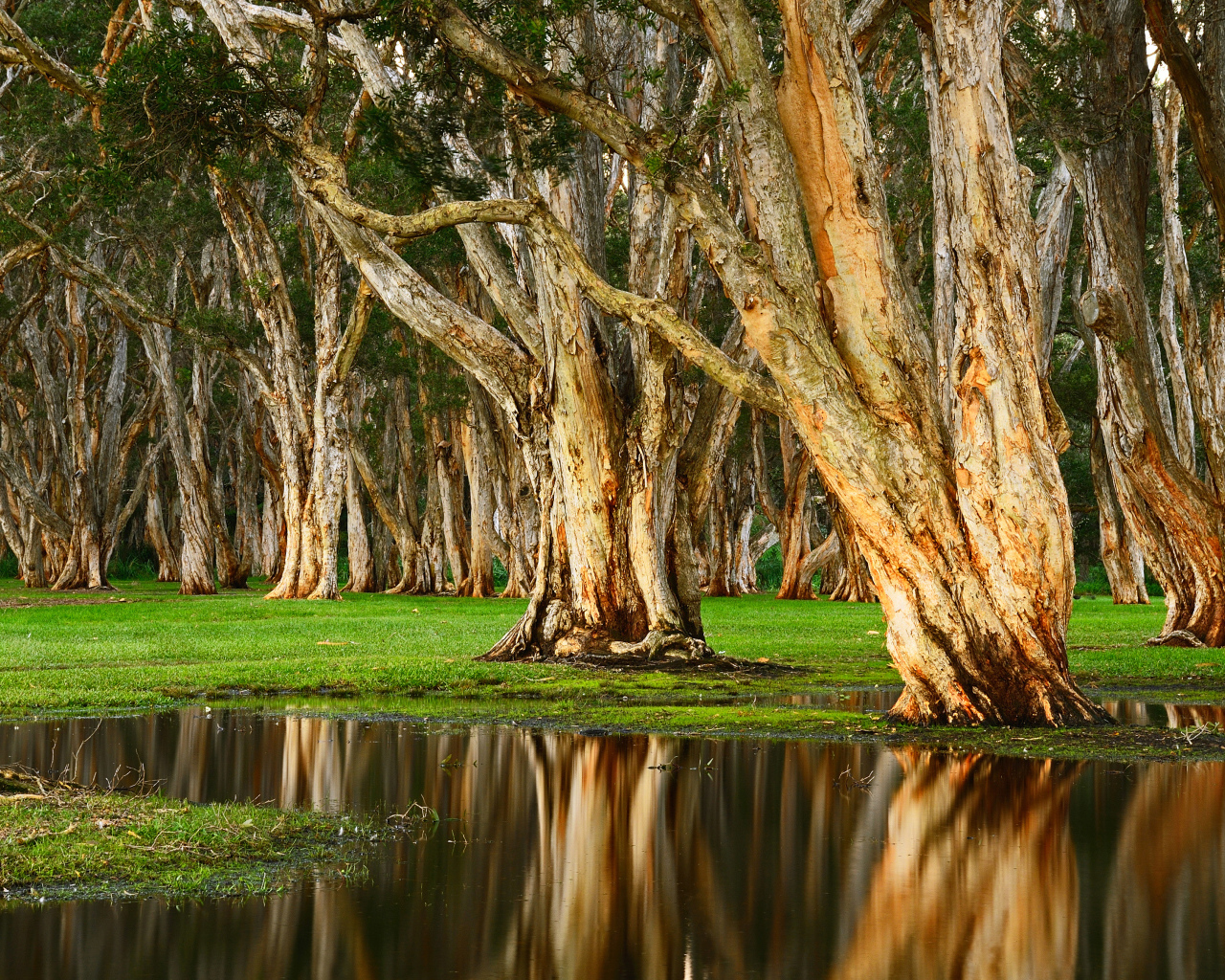 Старые деревья отражаются в воде в лесу