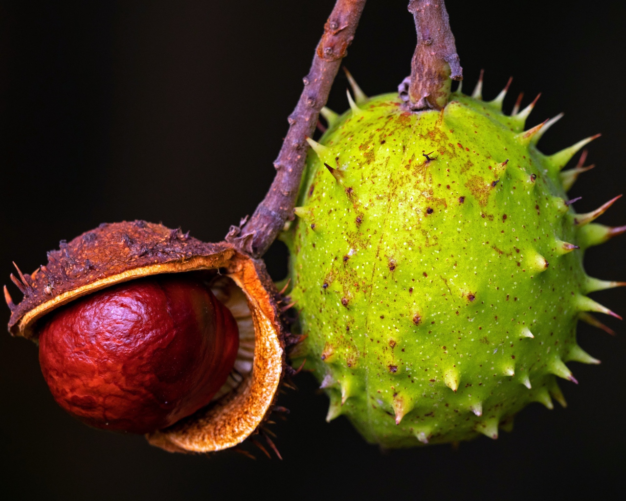 Колючий зеленый каштан на черном фоне