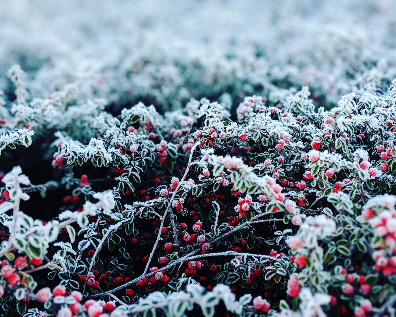 Красные ягоды покрытые инеем 