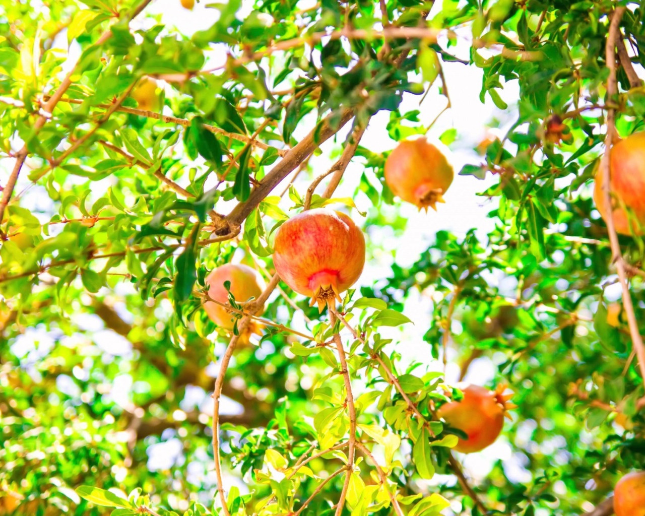 Красные гранаты на ветках дерева