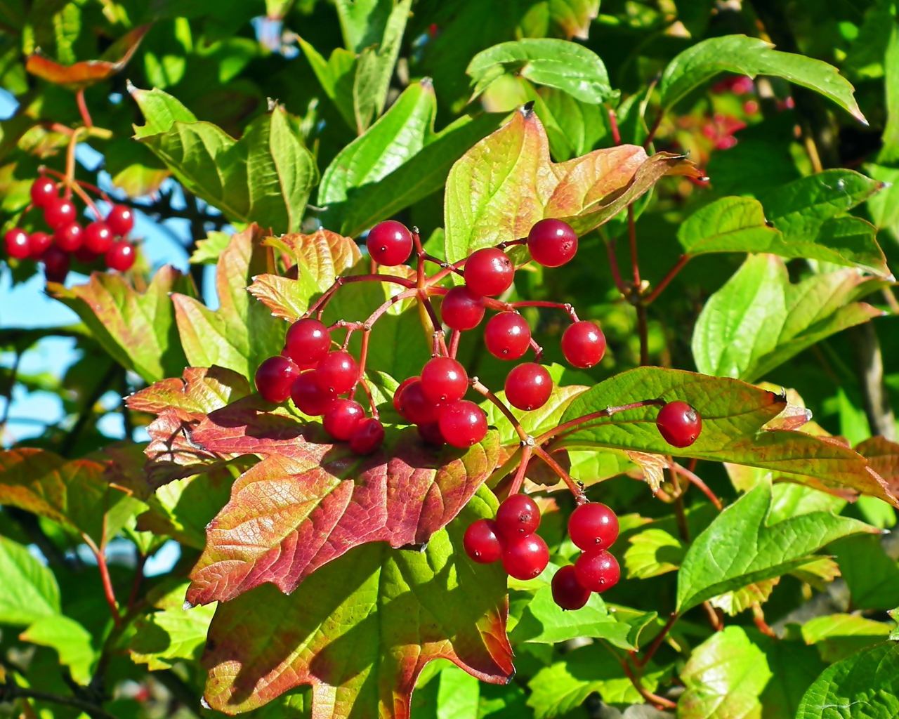 Красная калина в зеленых листьях крупным планом