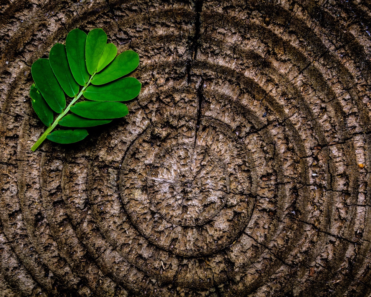 Кольца на пне дерева с зеленым листом