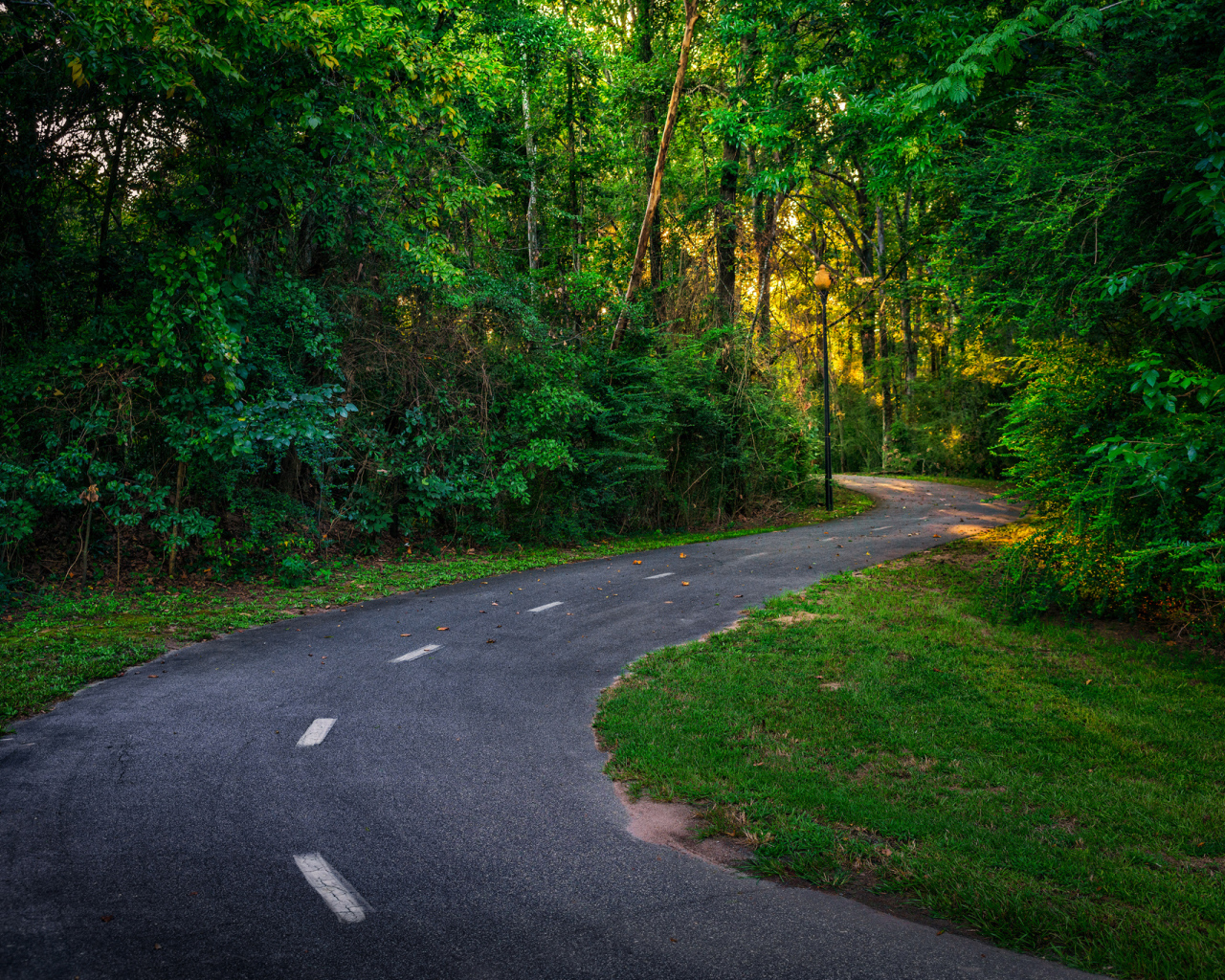 Дорога в зеленом лесу в лучах солнца