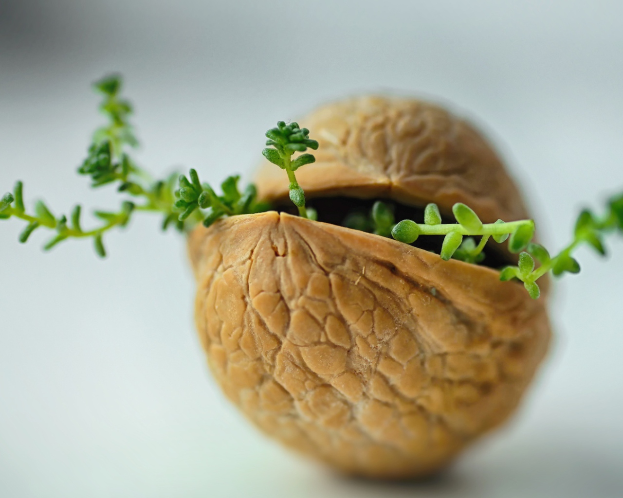 Ростки пробиваются сквозь скорлупу ореха на сером фоне