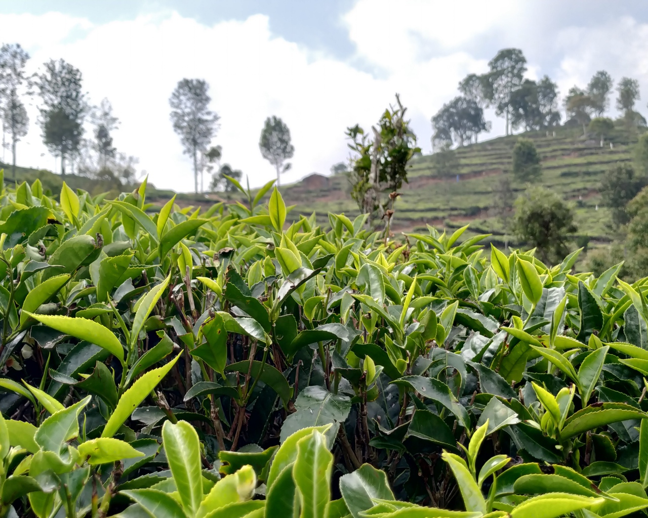 Кусты чая на плантации крупным планом