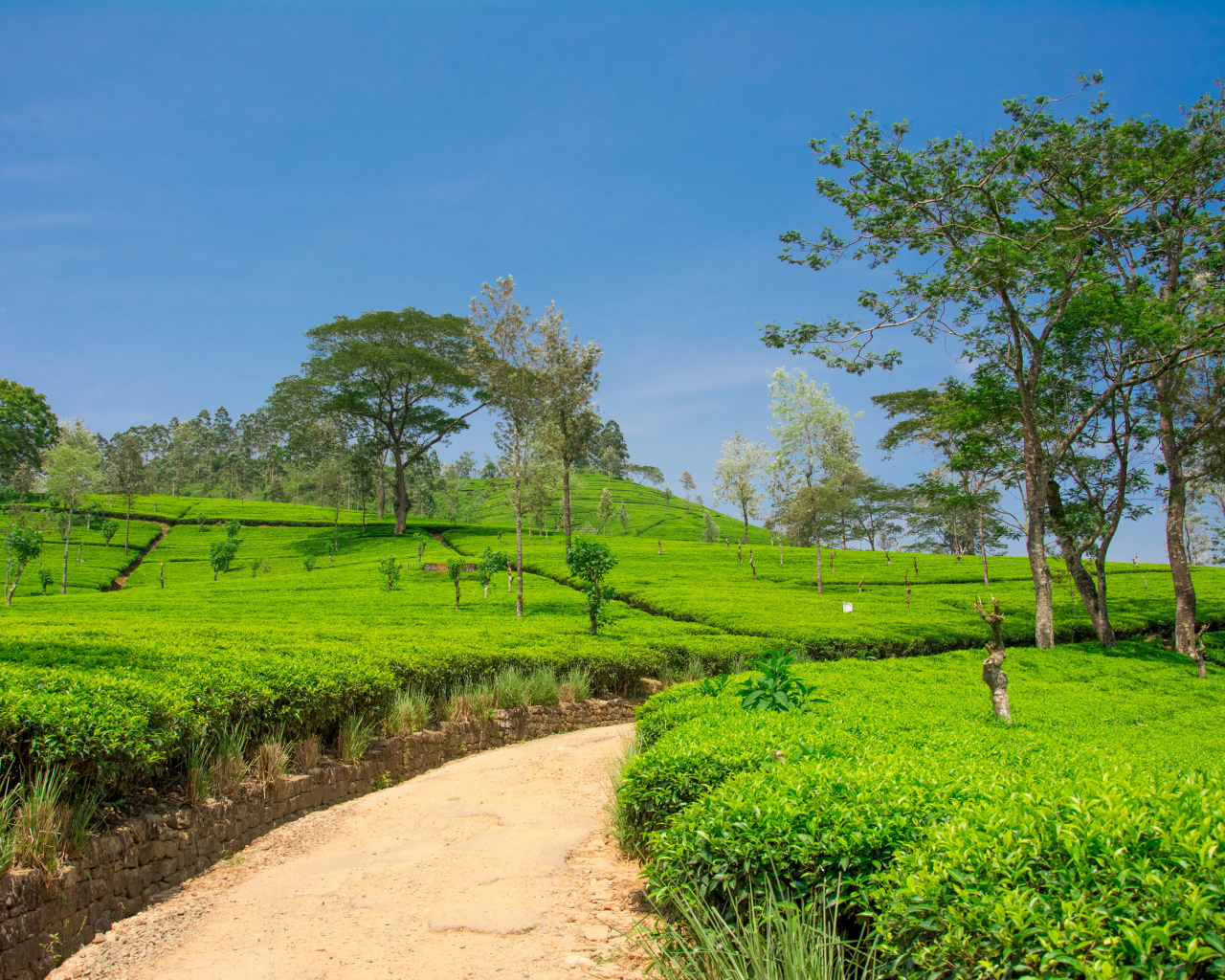 Чайные плантации с деревьями под голубым небом