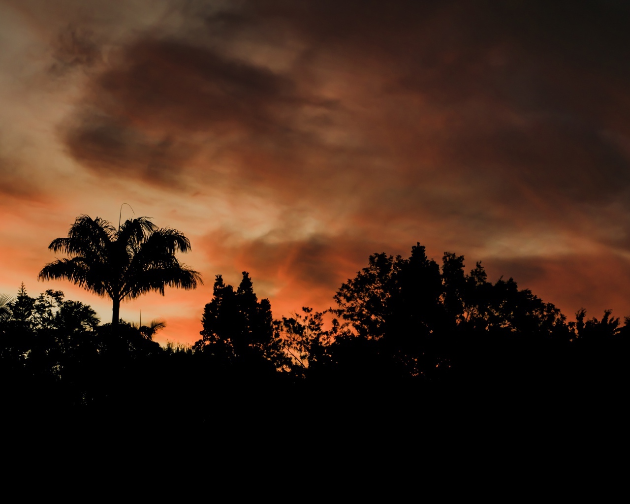 Силуэту деревьев под грозовым небом вечером