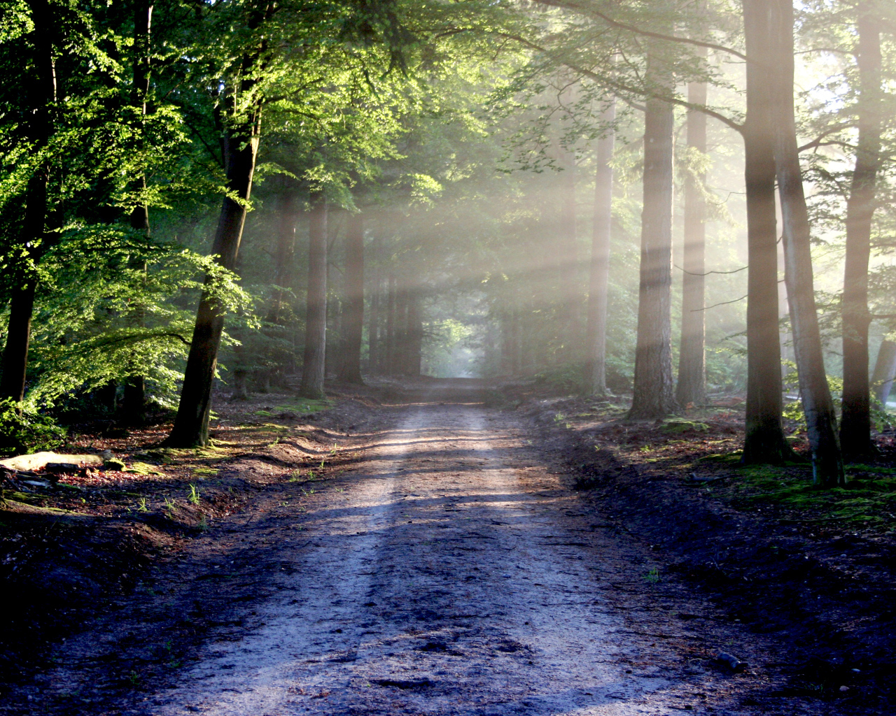 Мокрая дорога в лесу в лучах солнца у зеленых деревьев