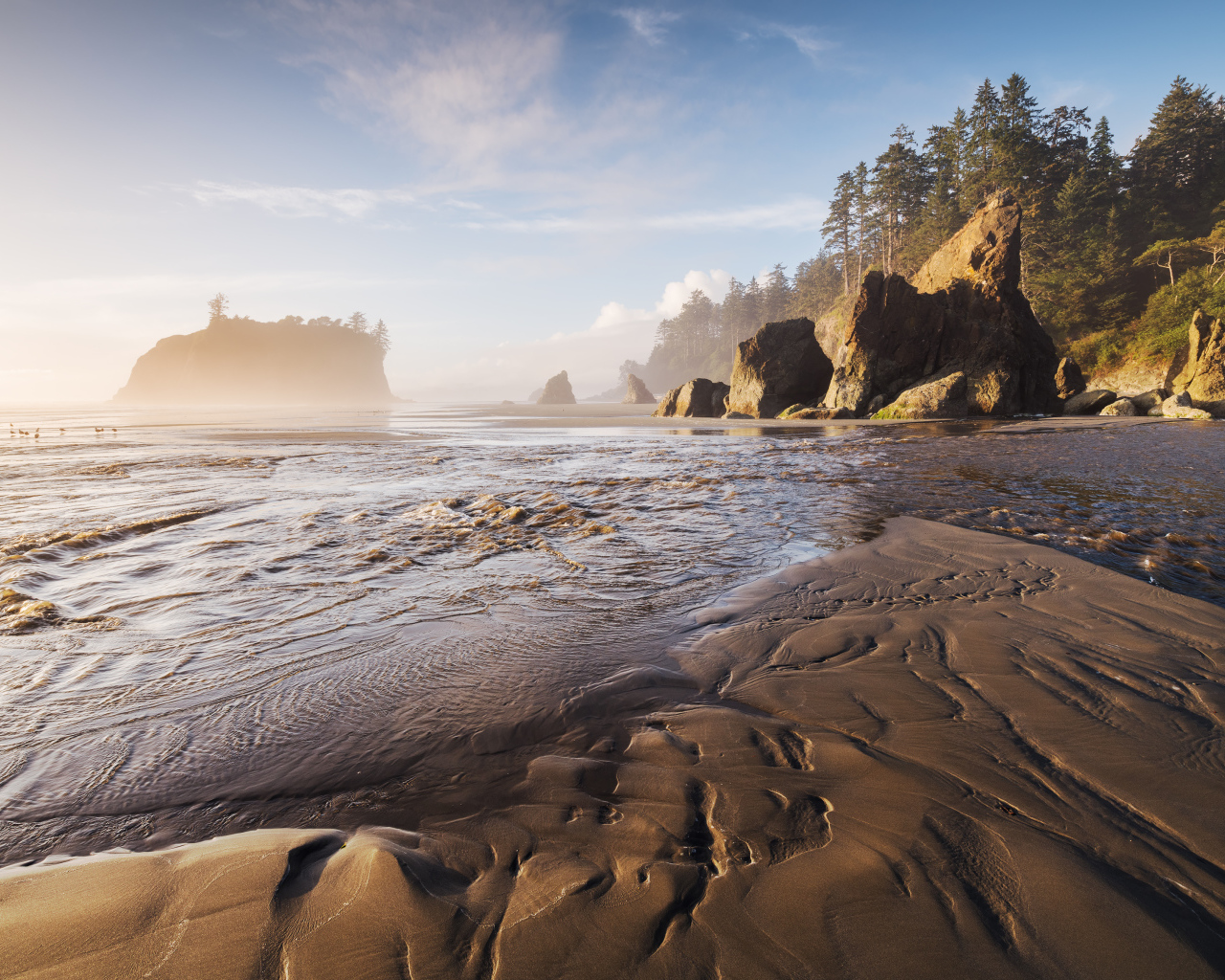 Мокрый песок на берегу у хвойного леса 