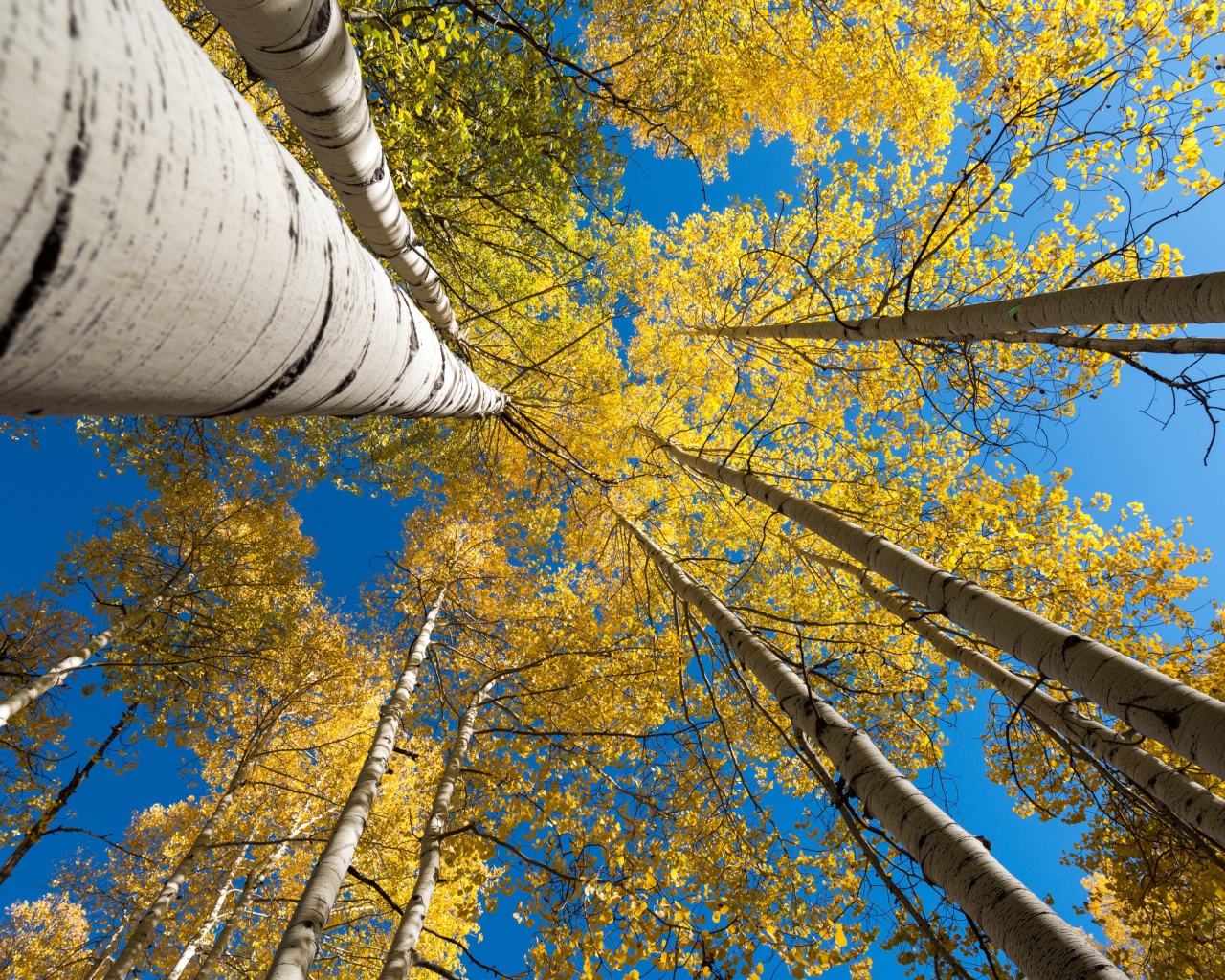 Желтые кроны берез под голубым небом