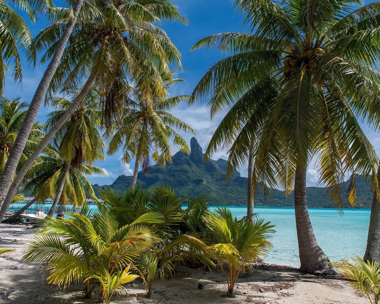 Зеленые тропические пальмы над морем на пляже