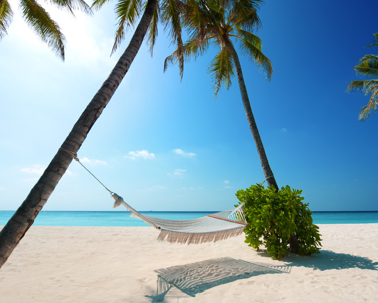Гамак между пальмами у океана на фоне голубого неба 