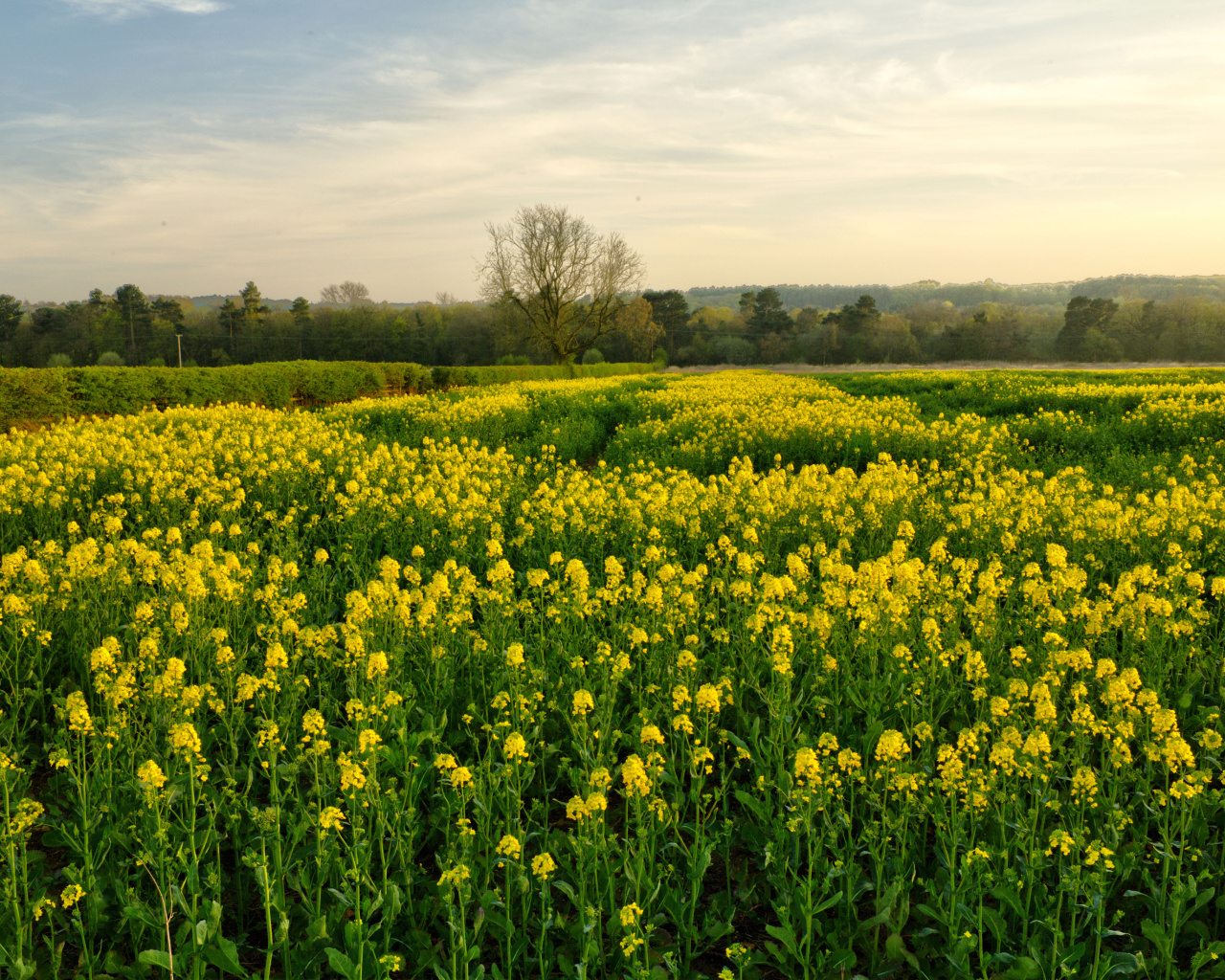 Цветущее желтое рапсовое поле