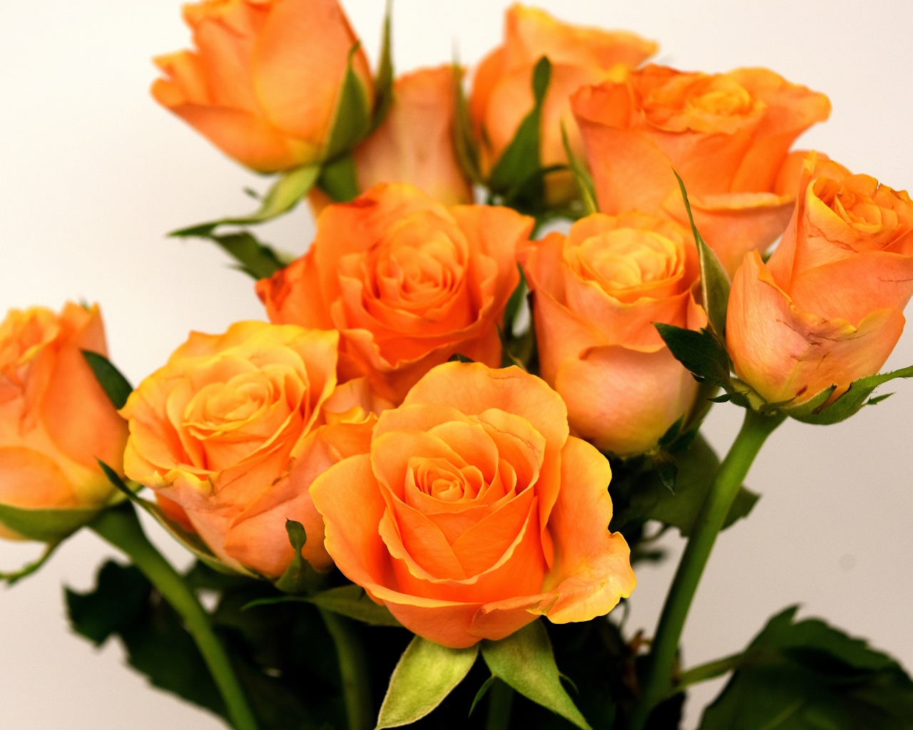 Букет красивых оранжевых роз на сером фоне