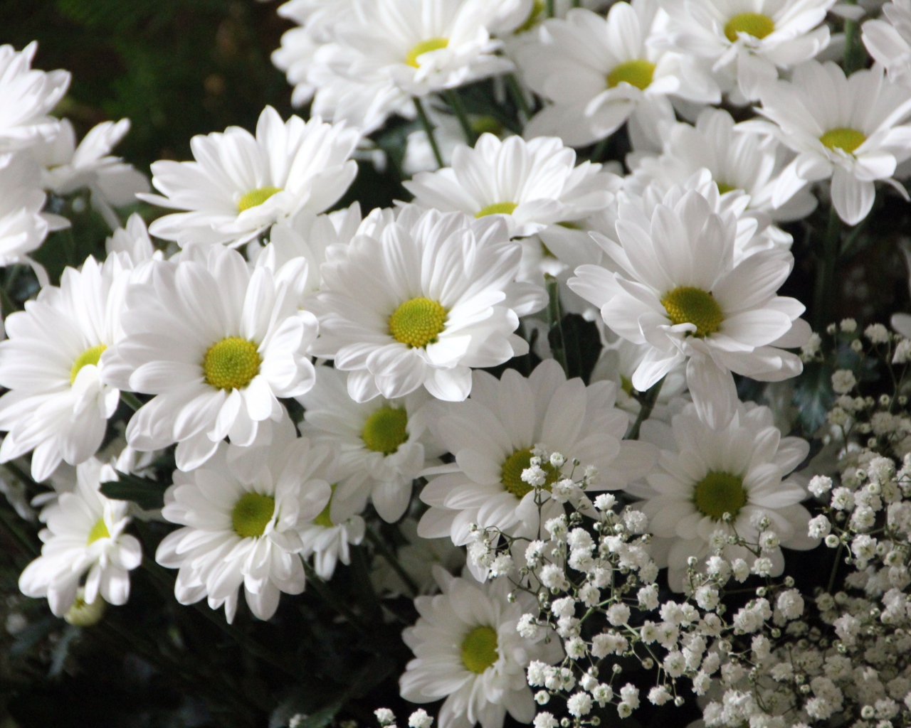 Букет белых хризантем с цветами гипсофилы